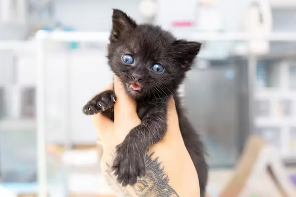 Boetiekwinkel voor dierenbenodigdheden -Boetiekwinkel voor dierenbenodigdheden Snipaste 2024 02 19 15 46 48